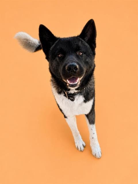 Goku - Akita