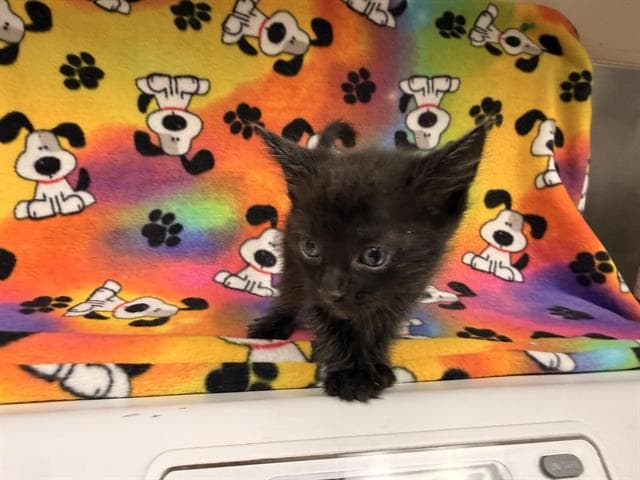 Peep - Domestic Short Hair