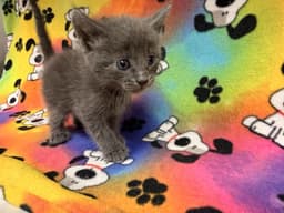 Tibbs image 1