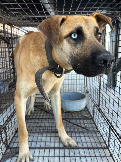 Unknown - German Shepherd Dog