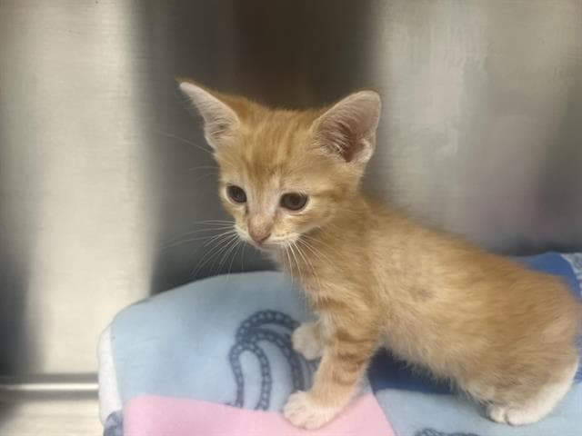 Unknown - Domestic Short Hair