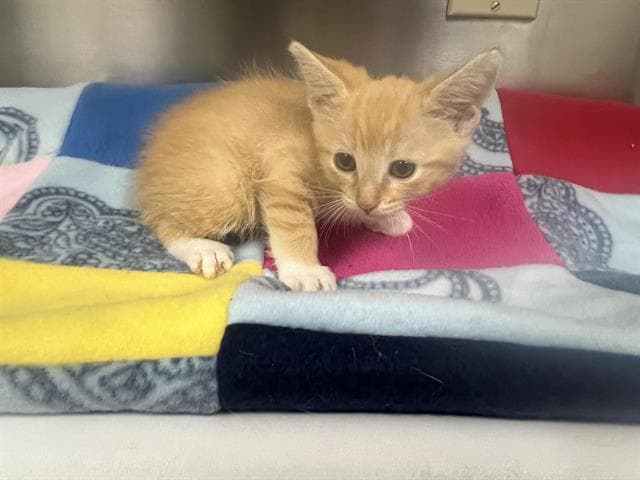 Unknown - Domestic Short Hair