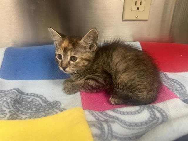 Unknown - Domestic Short Hair
