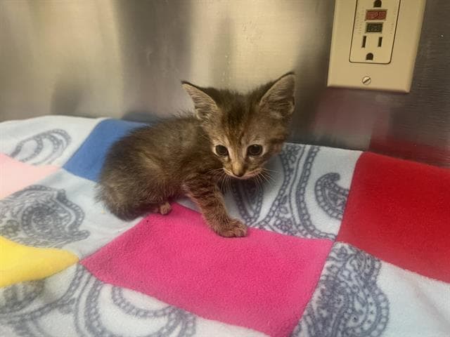 Unknown - Domestic Short Hair