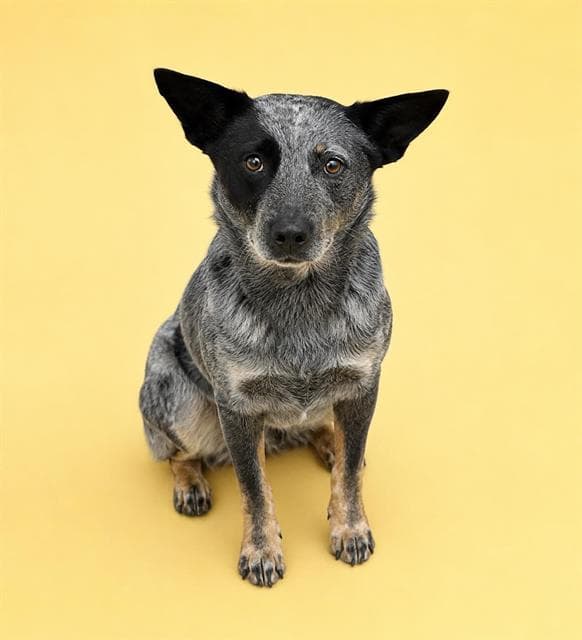 Seven - Queensland Heeler