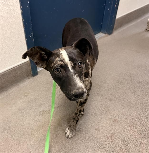 Mei - Catahoula Leopard Dog