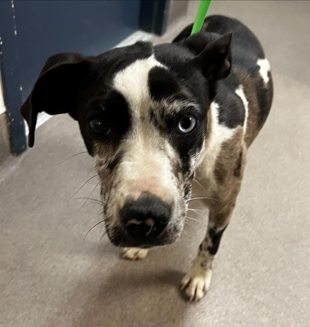 Juno - Catahoula Leopard Dog