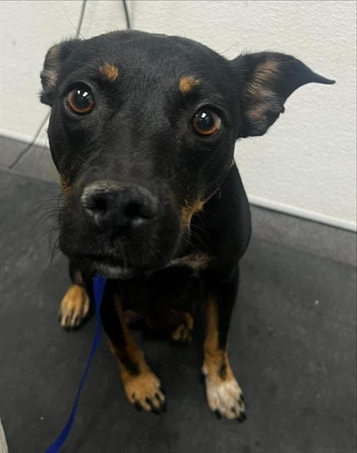 Sasha - Rottweiler