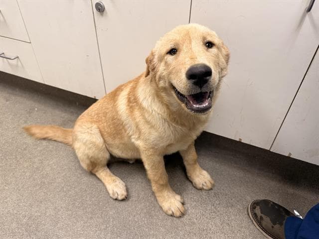 Doc - Labrador Retriever