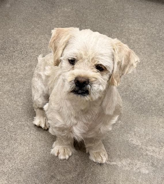Liam - Maltese