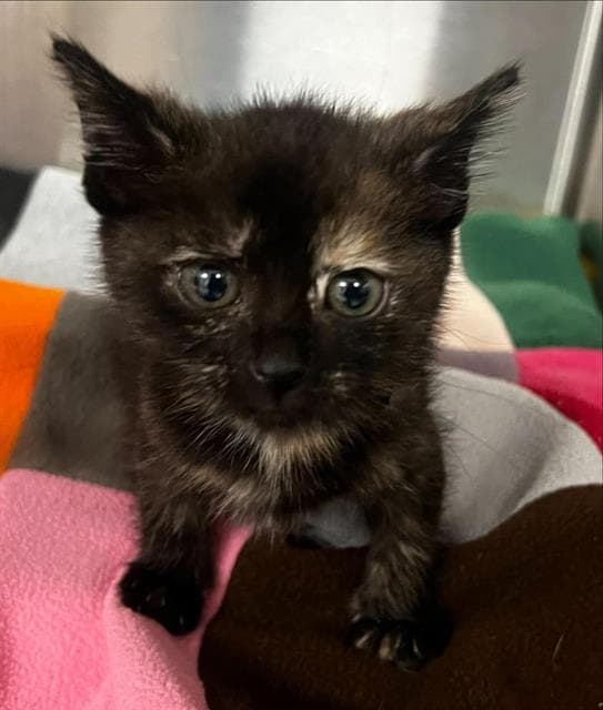 Eden - Domestic Short Hair