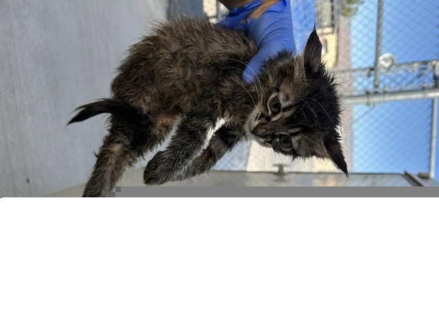 Unknown - Domestic Medium Hair