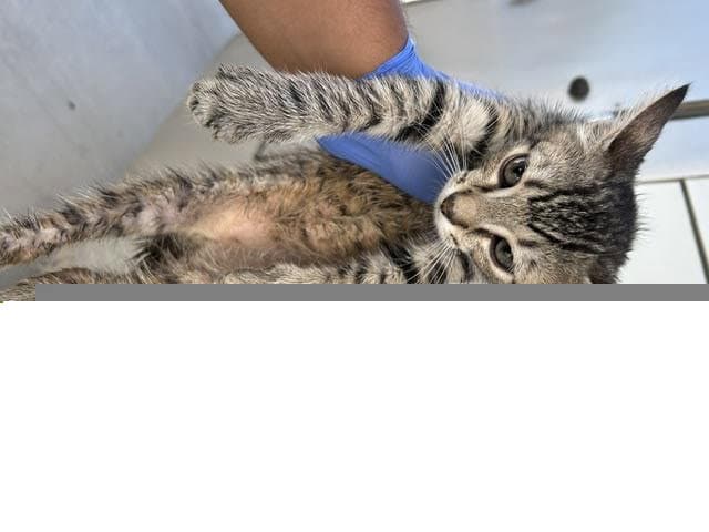 Unknown - Domestic Short Hair