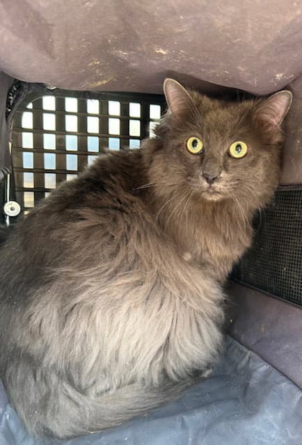 Ashley - Domestic Long Hair