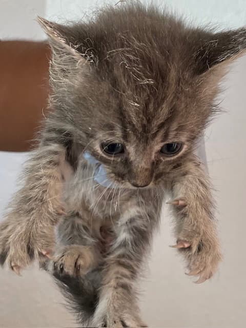 Unknown - Domestic Medium Hair