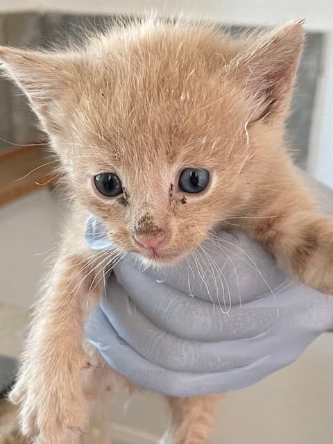 Unknown - Domestic Medium Hair