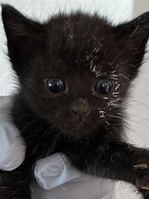 Unknown - Domestic Medium Hair