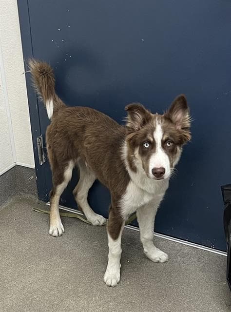 Unknown - Siberian Husky