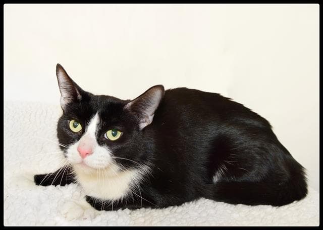 Garth - Domestic Short Hair