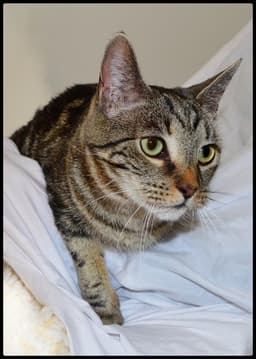 Charlie image 1