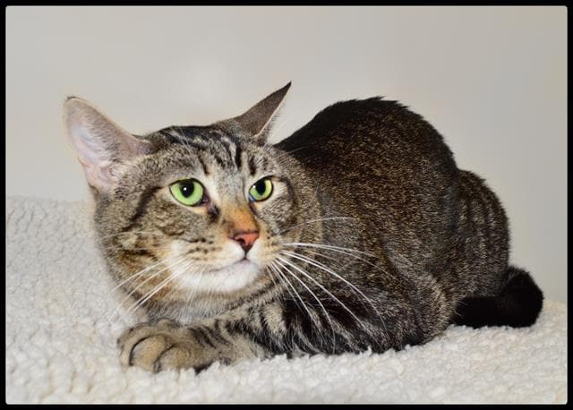 Trish - Domestic Short Hair