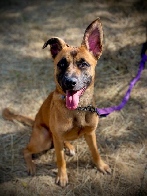 Lacey - Belgian Shepherd Malinois