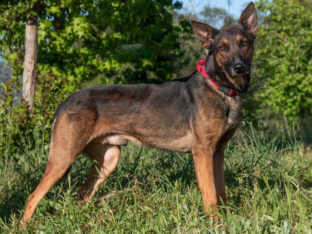 Brother - Belgian Shepherd Malinois