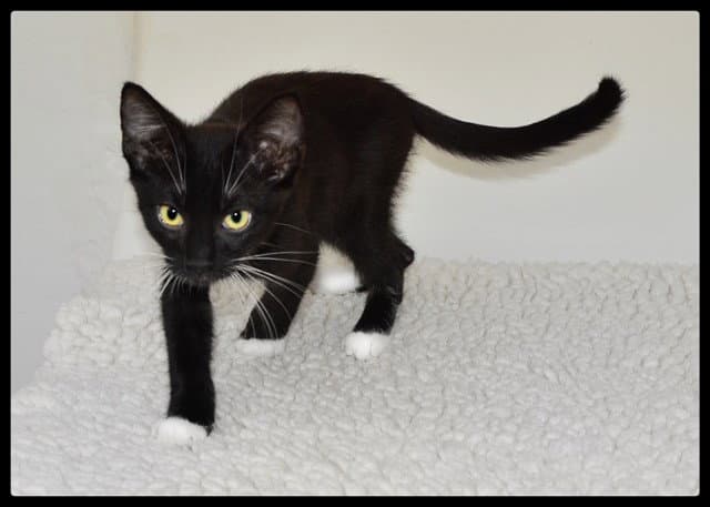 Noah - Domestic Short Hair