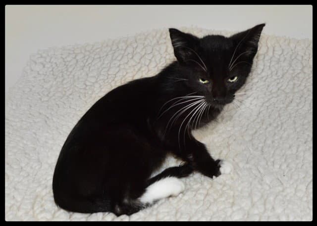 Leo - Domestic Short Hair