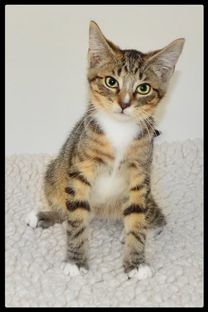 Iris - Domestic Short Hair