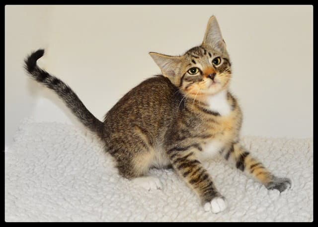 Arthur - Domestic Short Hair