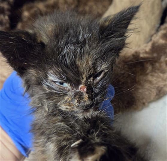 Tillie - Domestic Medium Hair