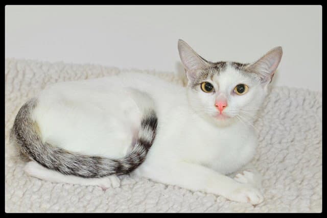 Jane - Domestic Short Hair