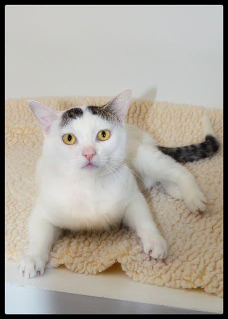 Bradbury - Domestic Short Hair
