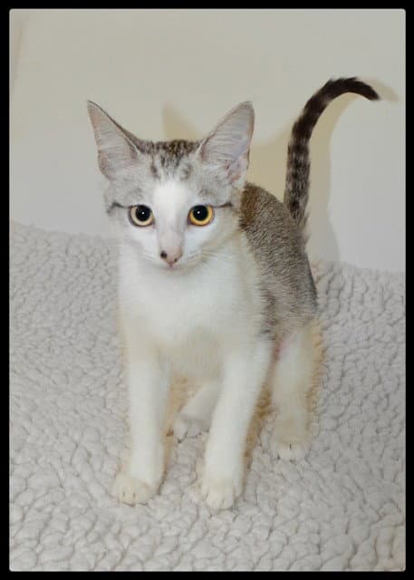 Agatha - Domestic Short Hair