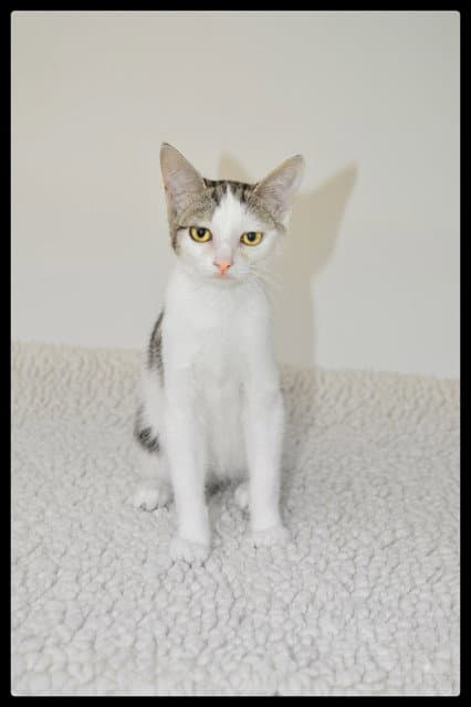 Virginia - Domestic Short Hair