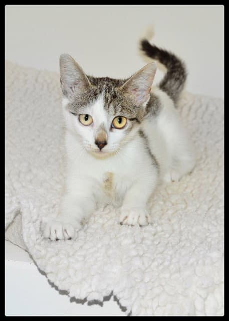 Emily - Domestic Short Hair