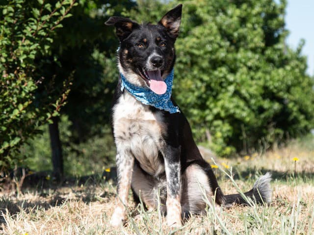 Miles - Border Collie