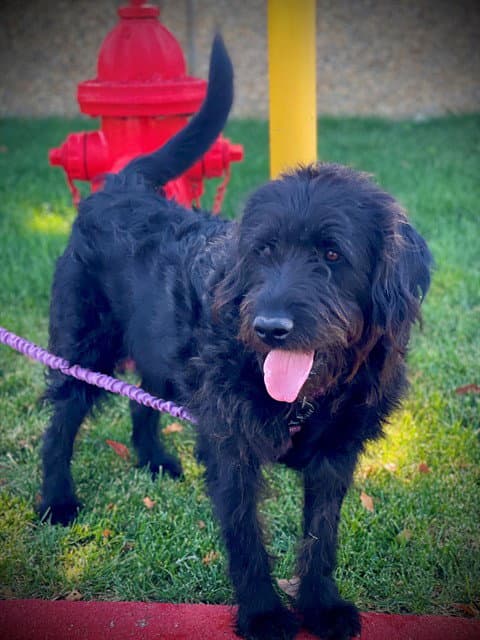 Rufus - Poodle (Standard)