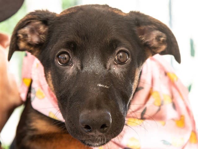 Amanda - Belgian Shepherd Malinois