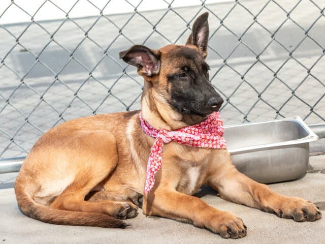 Rhonda - Belgian Shepherd Malinois