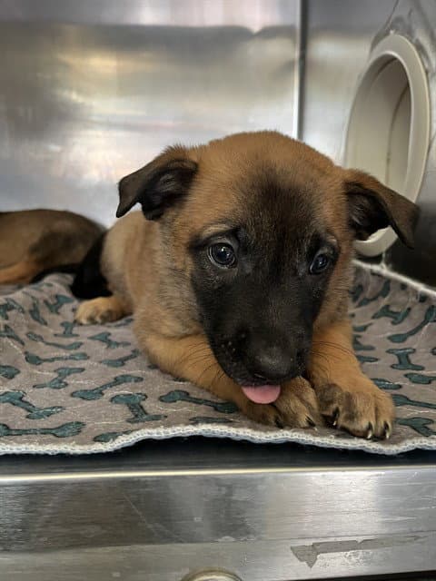 Canelo - Belgian Shepherd Malinois