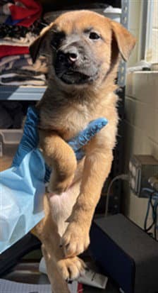 Tyson - Belgian Shepherd Malinois
