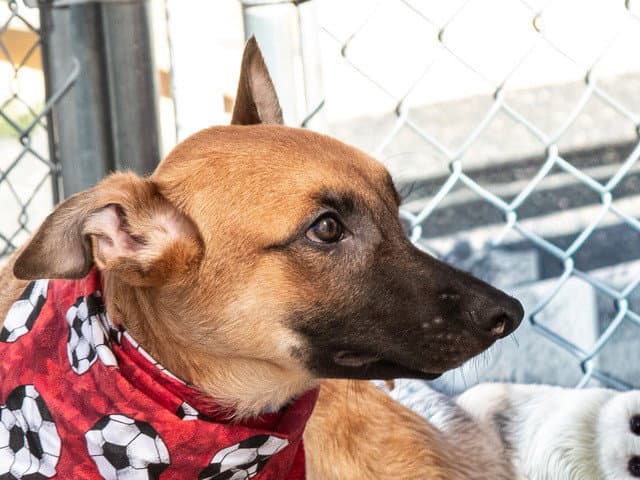 Tyson - Belgian Shepherd Malinois