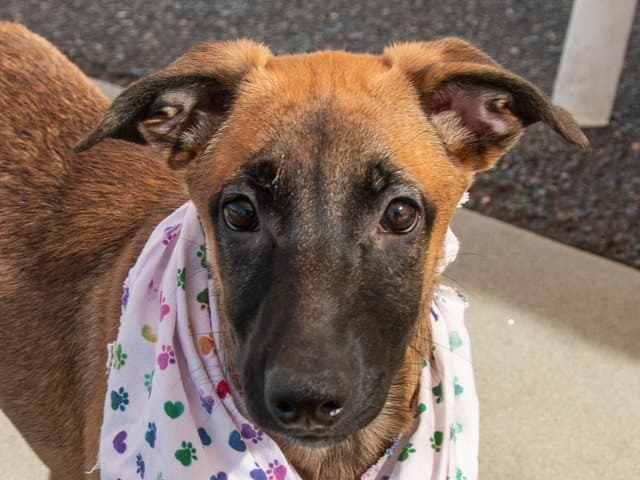 Valentina - Belgian Shepherd Malinois