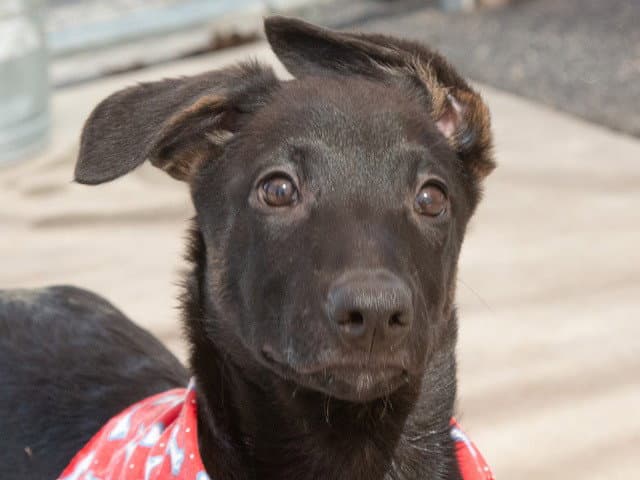 Tito - Belgian Shepherd Malinois