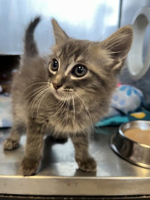 Toby - Domestic Medium Hair