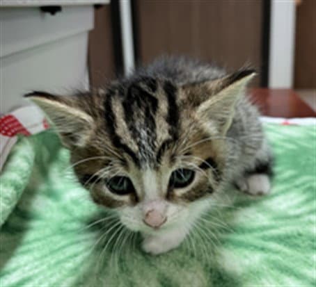 Becca Marie - Domestic Medium Hair