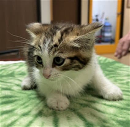 Bobby Joe - Domestic Medium Hair