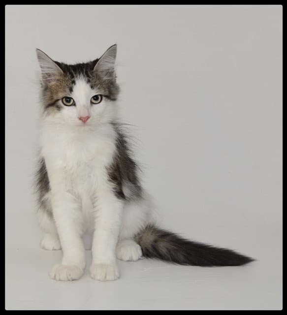 Murphy - Domestic Short Hair